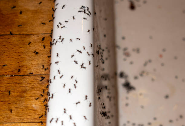 Wildlife Control Services in Buffalo, NY